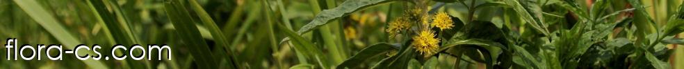 Flora-cs.com
