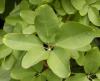 Akebia quinata