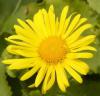 Doronicum orientale