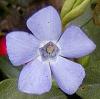 Vinca minor