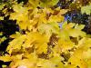 Acer campestre L. - javor babyka