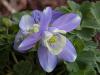 Aquilegia flabellata