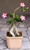Adenium obesum