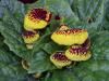 Calceolaria
