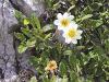 Dryas octopetala - dryádka