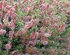 Chaenomeles speciosa - kdoulovec