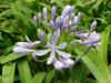 Agapanthus - kalokvět