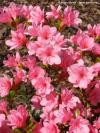 Azalea japonica 'Blaauw´s Pink' - japonská azalka