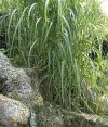 Calamagrostis x acutiflora - třtina ostrokvětá