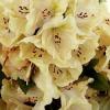 Rhododendron hybridum 'Belkanto' - pěnišník velkokvětý