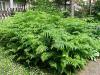Pteridium aquilinum - hasivka orličí
