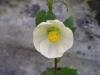 Abutilon - mračňák