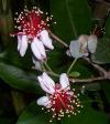 Acca sellowiana - fejchoa