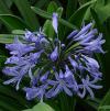 Agapanthus - kalokvět