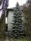 Abies concolor - jedle ojíněná