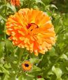 Calendula officinalis - měsíček lékařský