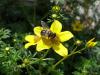 Bidens ferulifolia - dvouzubec ločidlolistý