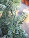 Abies numidica 'Glauca' - jedle numidská