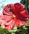 Hibiscus moscheutos 'Scarlet' - ibišek bahenní