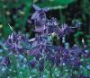 Aquilegia ‘Hensol Harebell’ - orlíček (READERS DIGEST VÝBĚR)