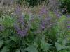 Salvia sclarea - šalvěj muškátová