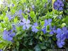 Vinca minor 'Bowles' - barvínek menší