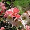 Chaenomeles speciosa 'Moerloosei' - kdoulovec lahvicovitý