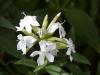 Saponaria officinalis - mydlice lékařská