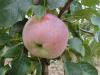 Malus domestica 'Florina' - jabloň
