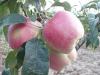 Malus domestica 'Gloster' - jabloň