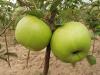 Malus domestica 'Goldstar' - jabloň