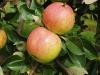 Malus domestica 'James Grieve' - jabloň