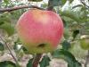 Malus domestica 'Jonagold' - jabloň