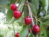 Prunus cerasus 'Van' - třešeň