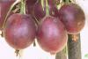 Ribes uva-crispa - angrešt