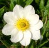 Dryas octopetala - dryádka osmiplátečná