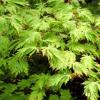 Acer japonicum 'Aconitifolium' - javor japonský