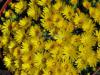 Delosperma congestum - kosmatec