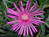 Delosperma cooperi - kosmatec