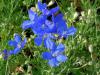 Delphinium grandiflorum 'Delfix Blue' - stračka