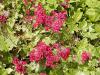 Heuchera x brizoides - dlužicha