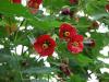 Abutilon - mračňák