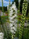 Liatris spicata 'Floristan White' - šuškarda, shorakvět