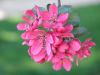 Malus x purpurea - jabloň purpurová
