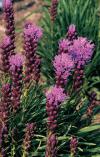 Liatris spicata - šuškarda klasnatá (READERS DIGEST VÝBĚR)