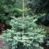 Abies pinsapo 'Glauca' - jedle španělská