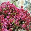 Sedum spurium 'Fuldaglut' - rozchodník pochybný