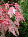 Acer conspicuum 'Red Flamingo' - javor