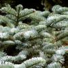 Abies procera 'Glauca' - jedle vznešená