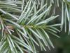 Abies lasiocarpa var. arizonica - jedle plstnatoplodá